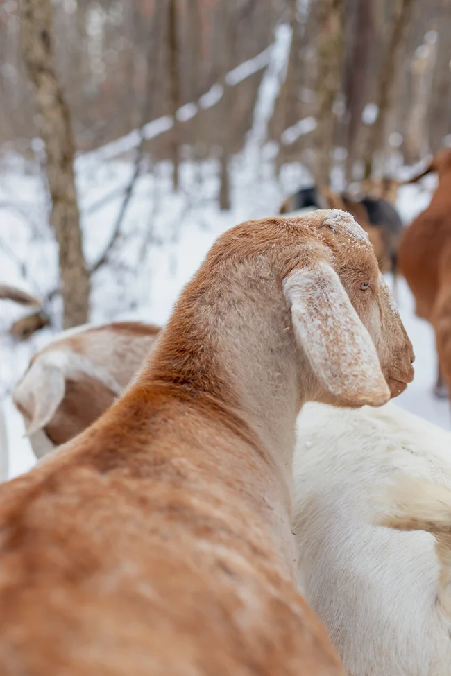Close-up of a goat at Hoof-It Goat Treks in Galena Illinois